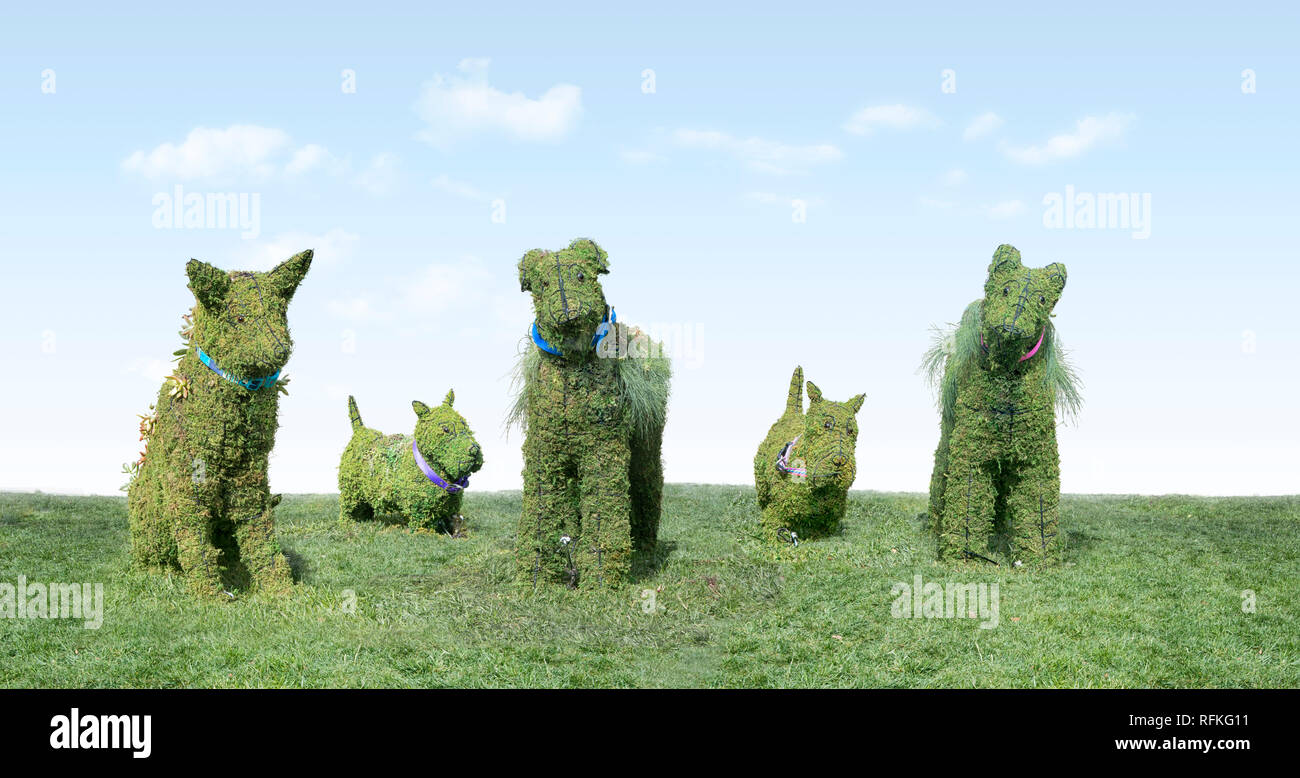 Formgehölze Gruppe von Hunden auf Gras mit Kopie Raum, in den öffentlichen Raum in Cupertino, CA USA. Stockfoto