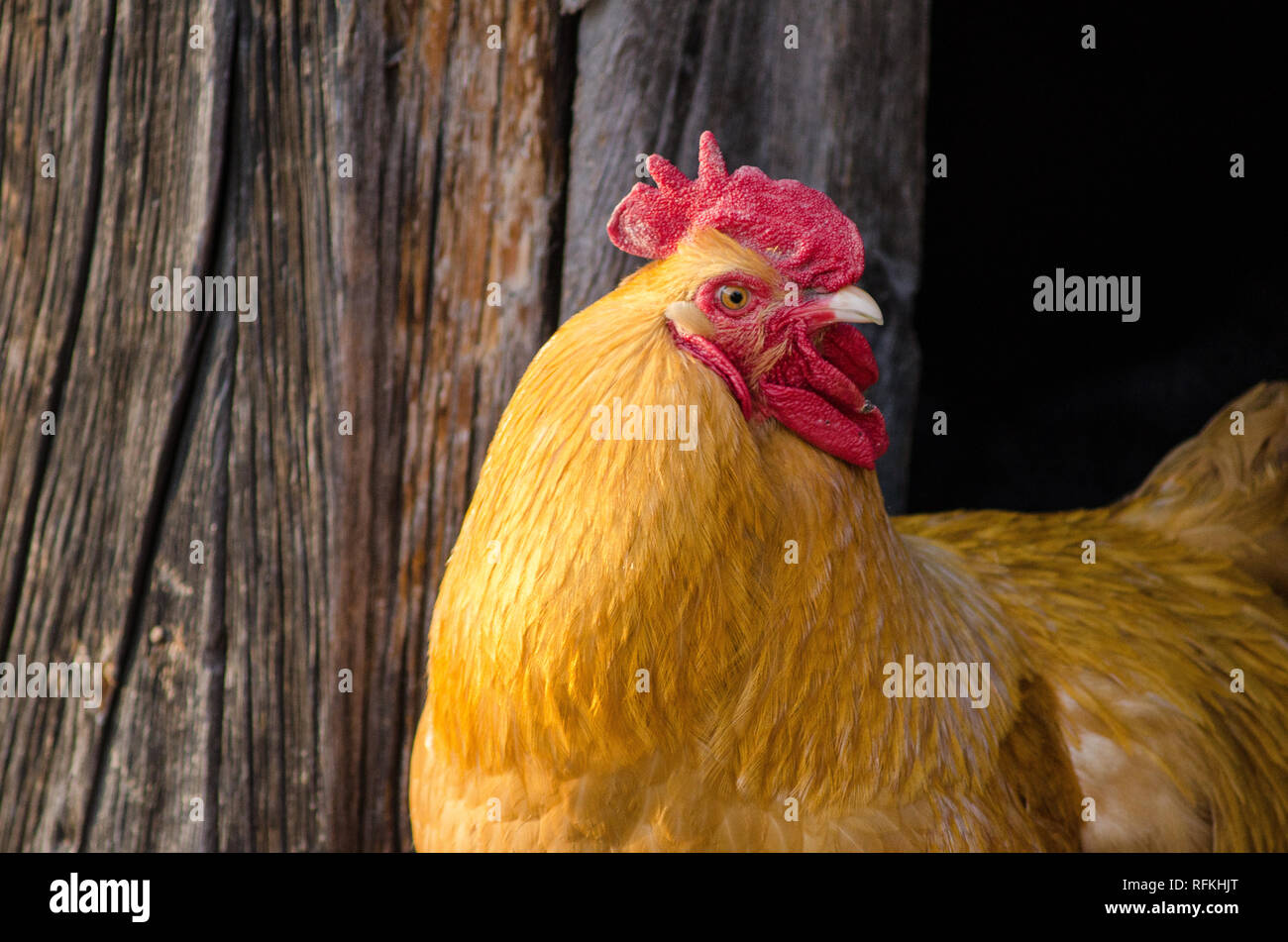 Stattliche Hahn hautnah mit goldenen Federn und hellen roten Kamm gegen verwitterten Scheune Holz Hintergrund Stockfoto