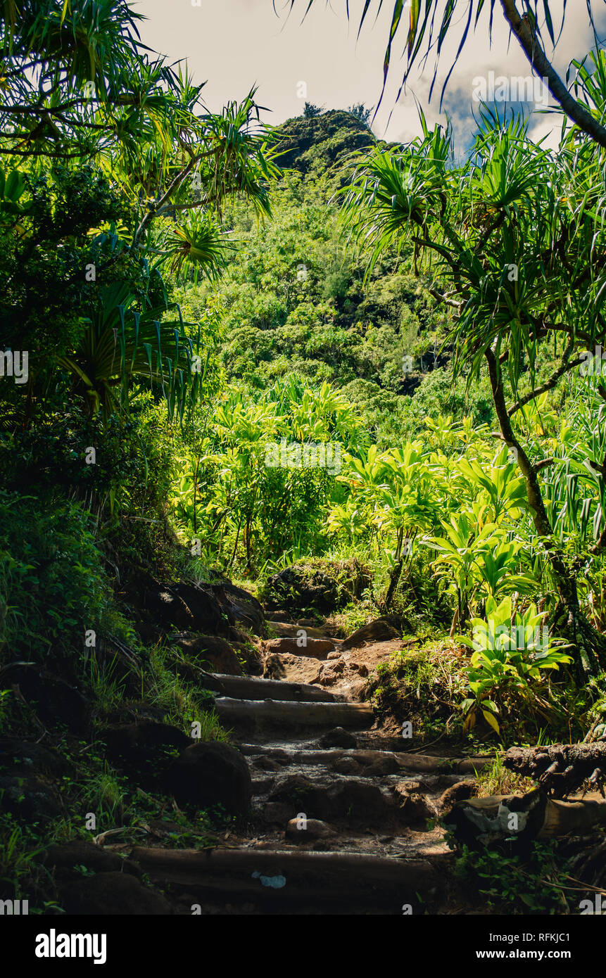 Natürliche Treppen aus Holz und Bäume wurzeln führt Sie durch den Regenwald in Hawaii, USA Stockfoto