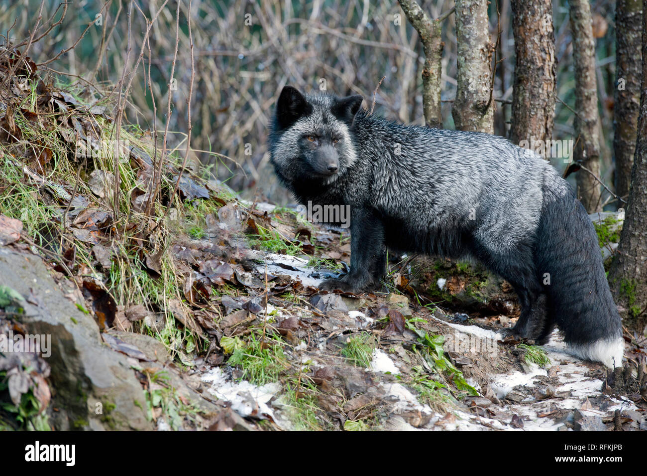 Captive Silver fox (melanistic Form von Red Fox - Vulpes vulpes) an kroschel Filme Wildlife Center in der Nähe von Haines AK Stockfoto