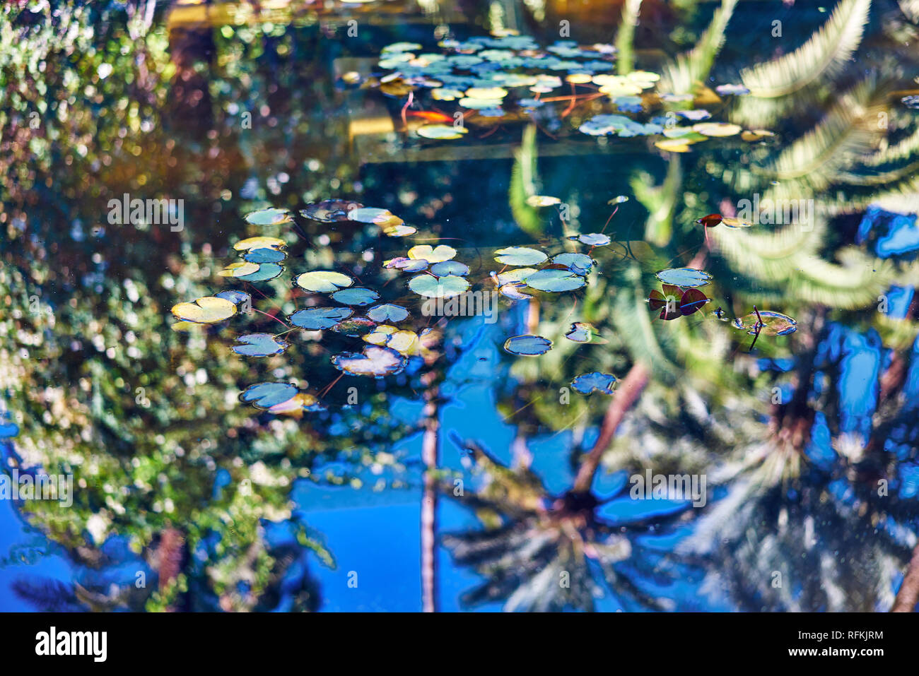 Majorelle Garten Marokko Stockfotos und bilder Kaufen Alamy