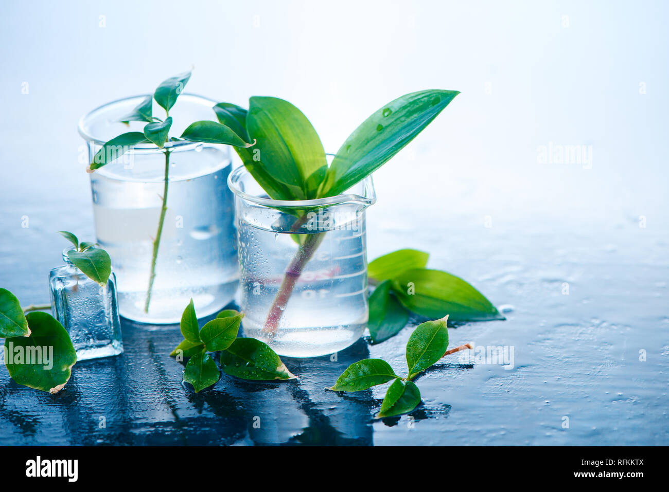 Medizinische Pflanzen im laborglas Header. Parfüm und Kosmetik natürliches Konzept mit kopieren. Stockfoto