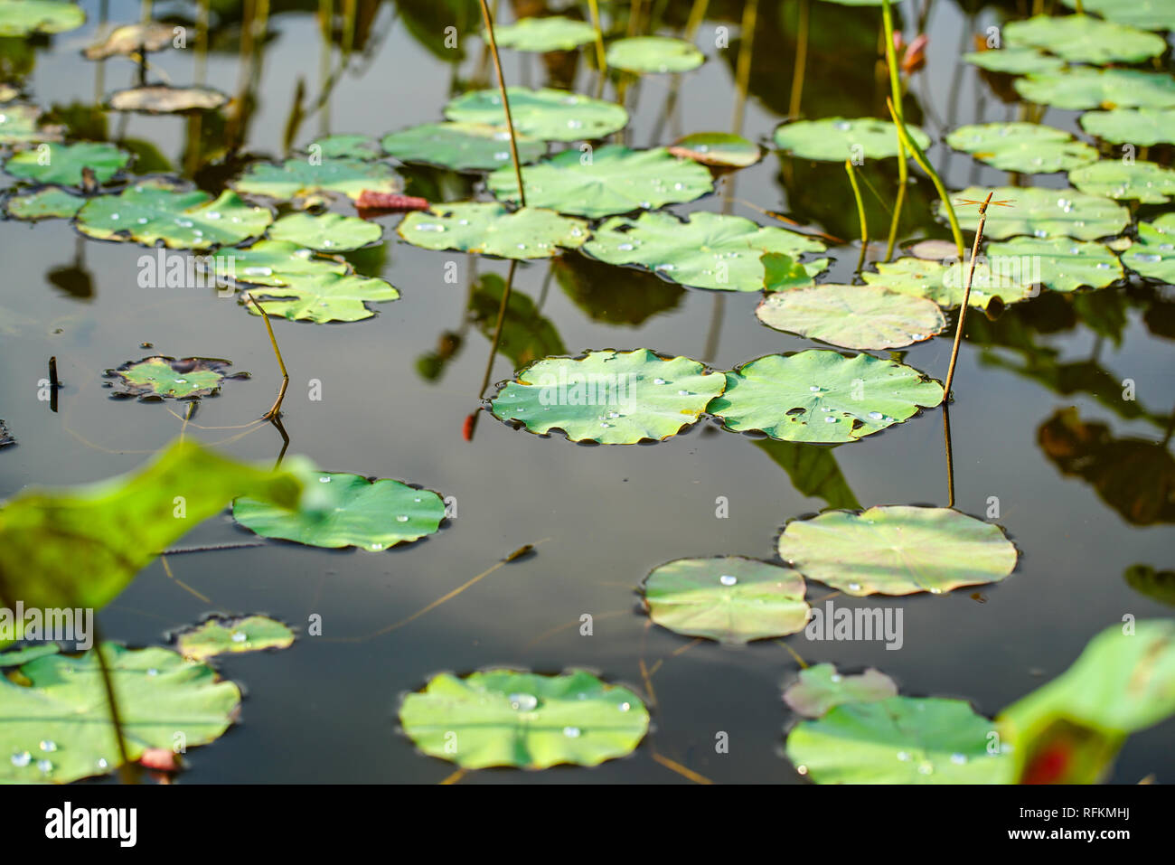 Lotuspflanzen Im Teich Stockfotos und bilder Kaufen Alamy