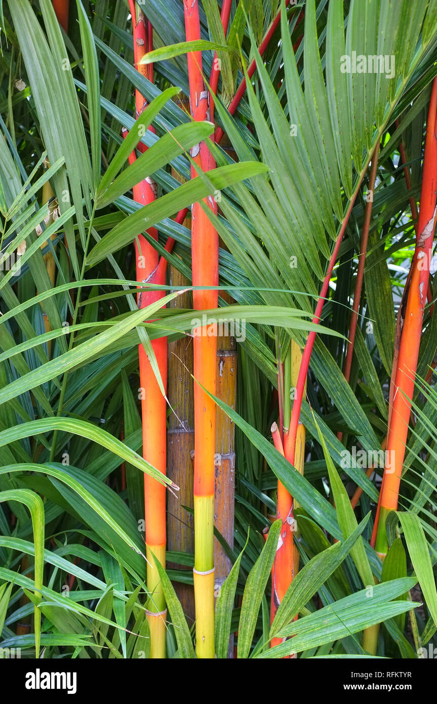 cactus lampe Standing Cactus Floor Lamp main image 0