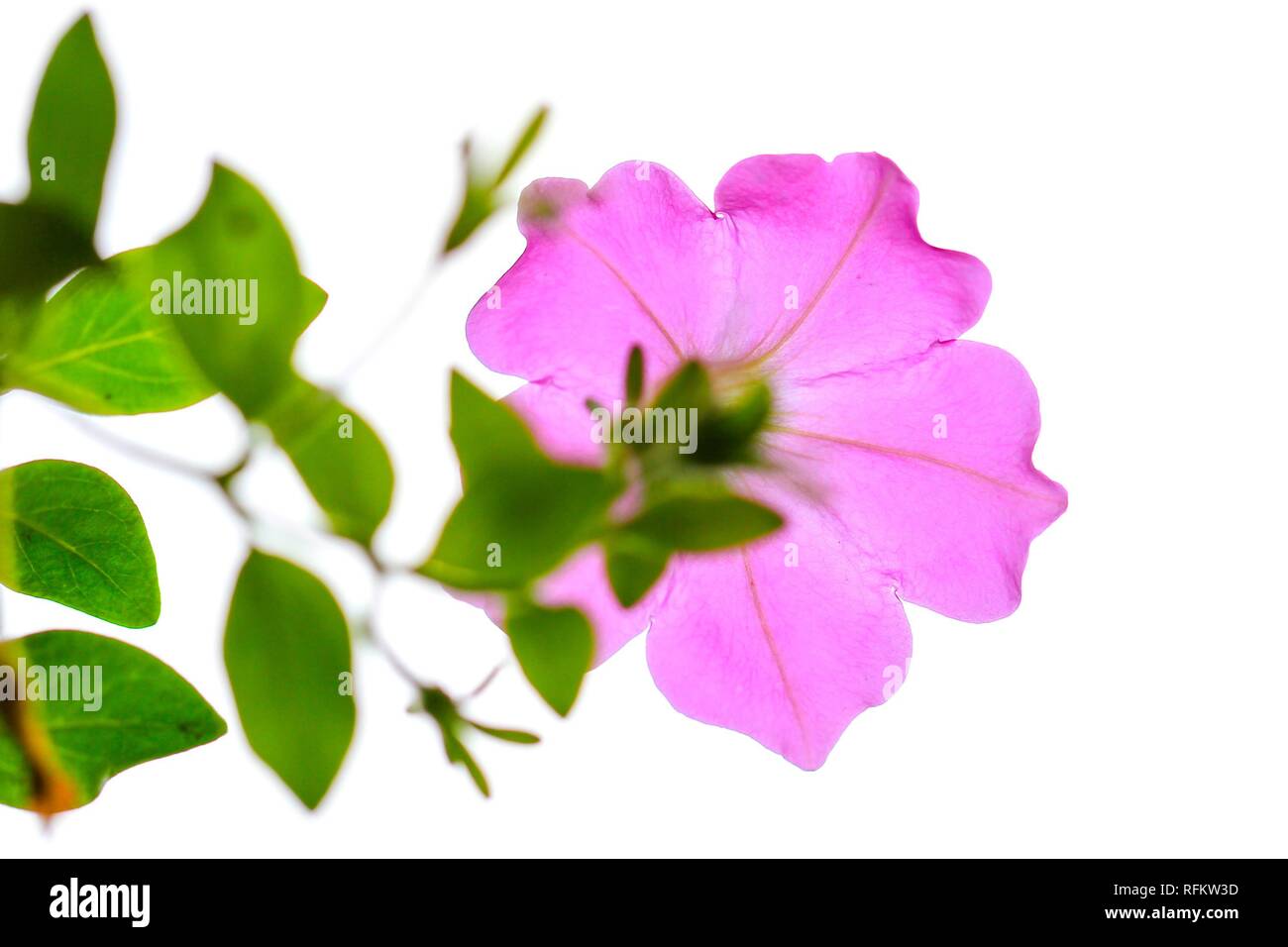 Einem Halm von Petunia mit Himmel als Hintergrund Stockfoto