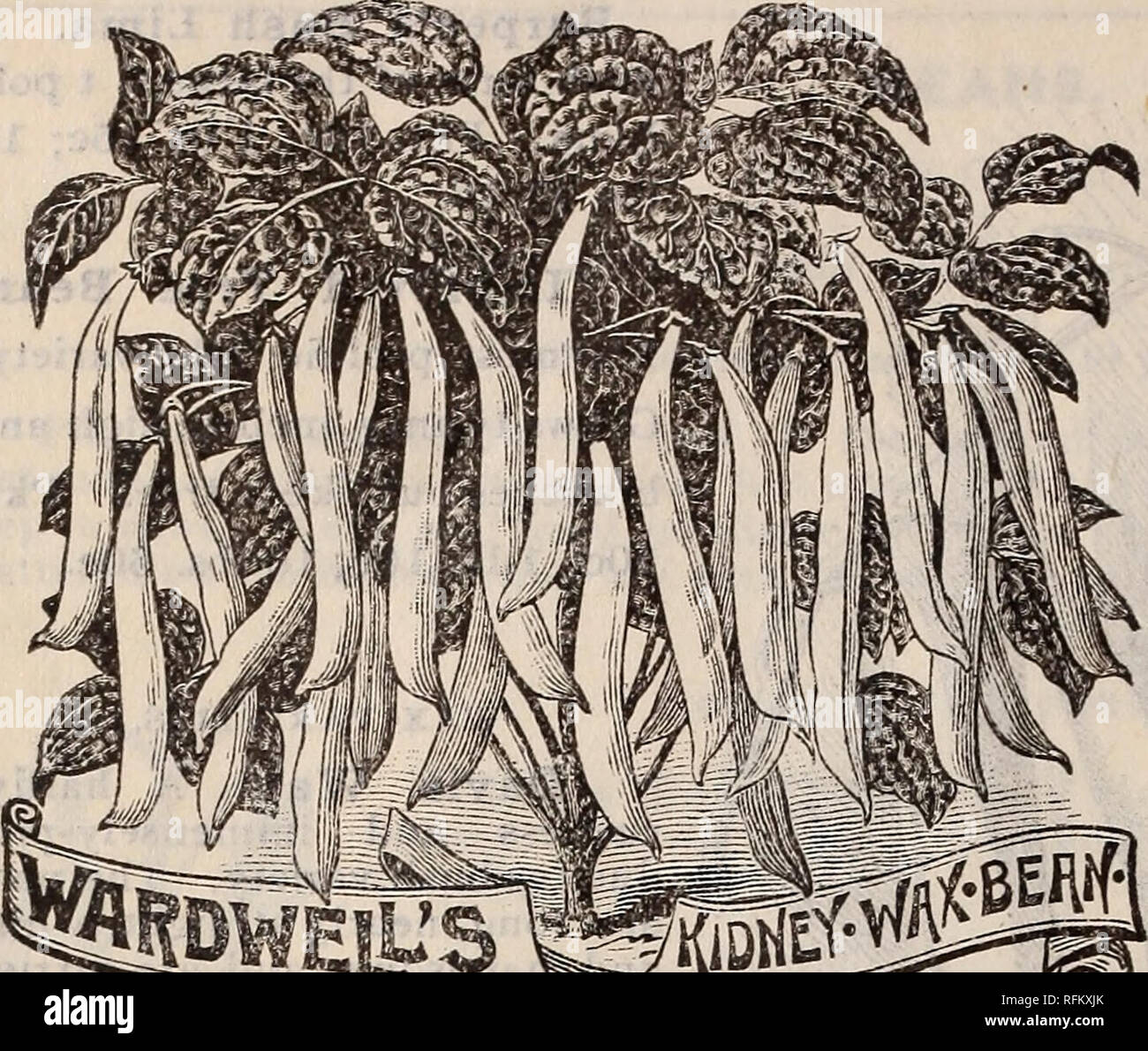 Saatgut, Pflanzen, Garten Werkzeuge. Gemüse Samen Kataloge; Gräser, Blumen  Samen Samen Kataloge Kataloge; Gartengeräte und Zubehör Kataloge;  kommerzielle Kataloge Oregon Portland. 8 PORTLAND'S SEED COMPANY KATALOG..  HARDlE5T^^^^^^ * Pf?? Dl] aktiv -