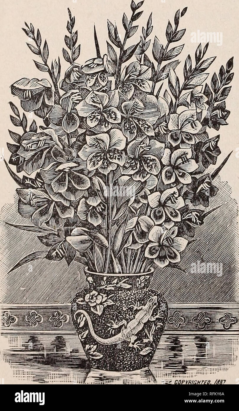 Die Jahrlichen Katalog Der Garten Feld Und Blumensamen Blumenzwiebeln Pflanzen Dunger Und Implementiert Fur Die Farm Und Garten Gemuse Samen Samen Kataloge Kataloge Blumen Landwirtschaftliche Arbeitsgerate Kataloge Kommerzielle Kataloge Rhode