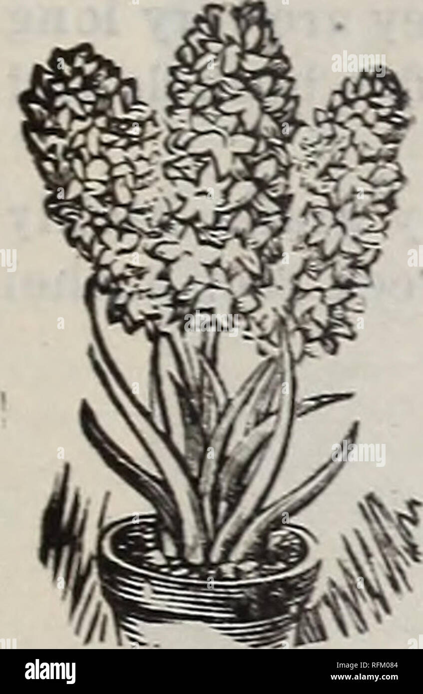 Das Henry Philipps Saatgut Und Co Garten Feld Und Blumensamen