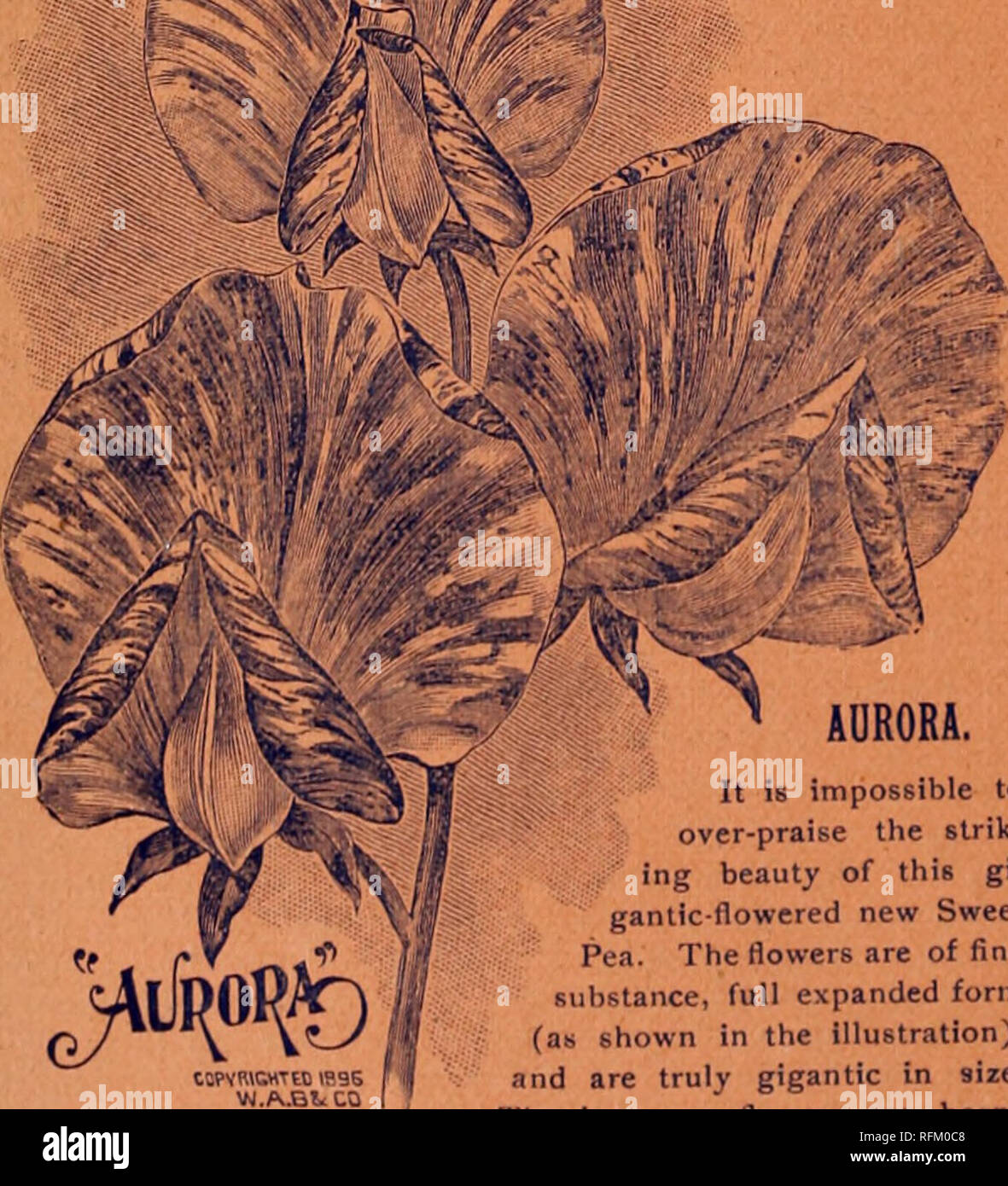 . Gemüse, Gras und Blumen Samen: Frühling und Sommer 1899. Baumschulen Massachusetts Kataloge; Gemüse; Blumen Samen Samen Kataloge Kataloge; Gräser, Samen Kataloge; Gartengeräte und Zubehör Kataloge. 14 ROSS BRÜDER JÄHRLICHEN KATALOG. ^> f'a ¥ #^4^Th - $ p 8 t*&amp;. ^ â * $ St â'r Neue Zwerg Sweet Pea - ROSA * AMOR. Dieses kleine Wunder) wie das Original Amor, stammt aus Kalifornien. Es ist nicht ein Sport von der ursprünglichen weißen Amor, sondern eine tatsächliche Abweichung von seiner Muttergesellschaft, der große Blanche Fähre. In Gewohnheit und Art und Weise des Wachstums ist es streng genommen eine Amor, die sich von der Wurzel. Stockfoto
