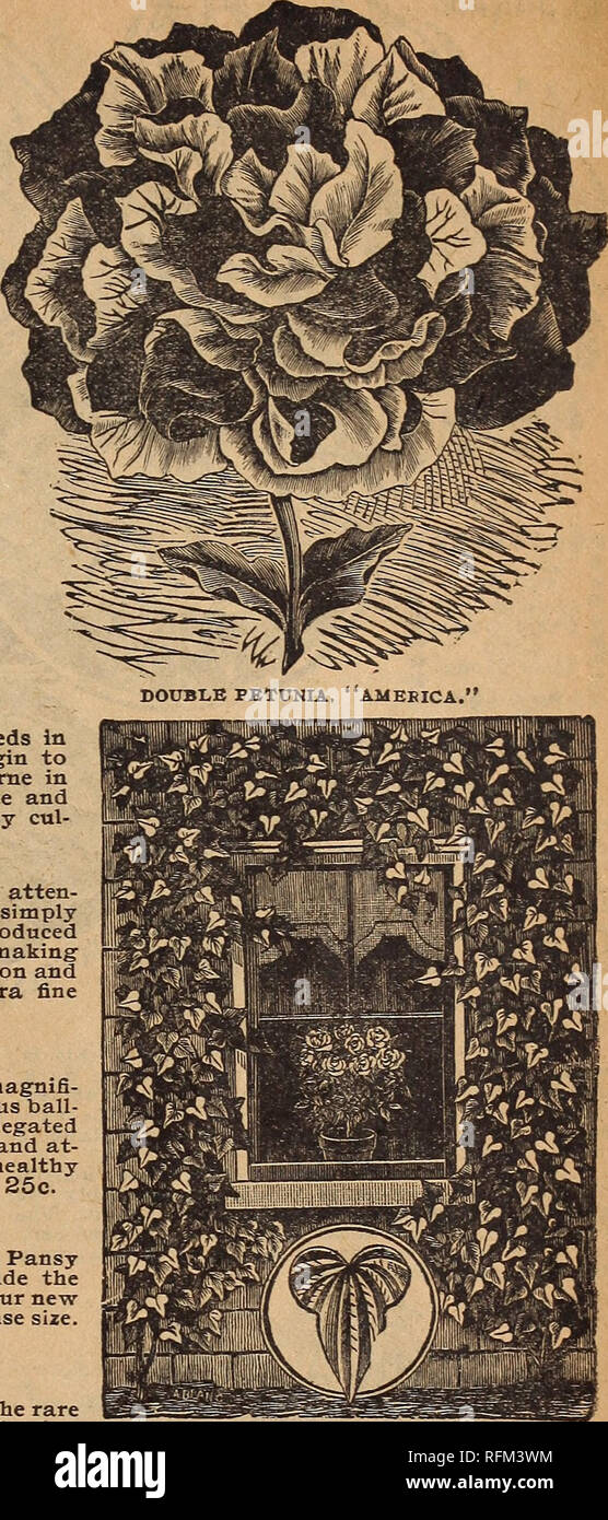. Bauernhof und floralen Guide. Baumschulen (Gartenbau) Minnesota Kataloge Kataloge; Obst; Blumensamen Kataloge; Pflanzen, Zierpflanzen Kataloge; landwirtschaftliche Arbeitsgeräte Kataloge. Stiefmütterchen Pflanzen. MAHERNIA ODORATA. Vergessen Sie nicht, dass wir eine Spezialität von Stiefmütterchen Pflanzen machen. Sie sind extra fein in diesem Jahr und der neuesten Schattierungen und Farben gehören, von unserem neuen und Wahl Belastungen gewachsen sein. Die Blüten sind von immenser Größe. Preis 50 c pro Doz. Die Cinnamon Weinstock. Eine schöne und schnelle Kletterer posessing die seltene Qualität der Ausstoß von seinen Blumen der herrliche Geruch von Zimt und sehr angemessen für die genannten Stockfoto