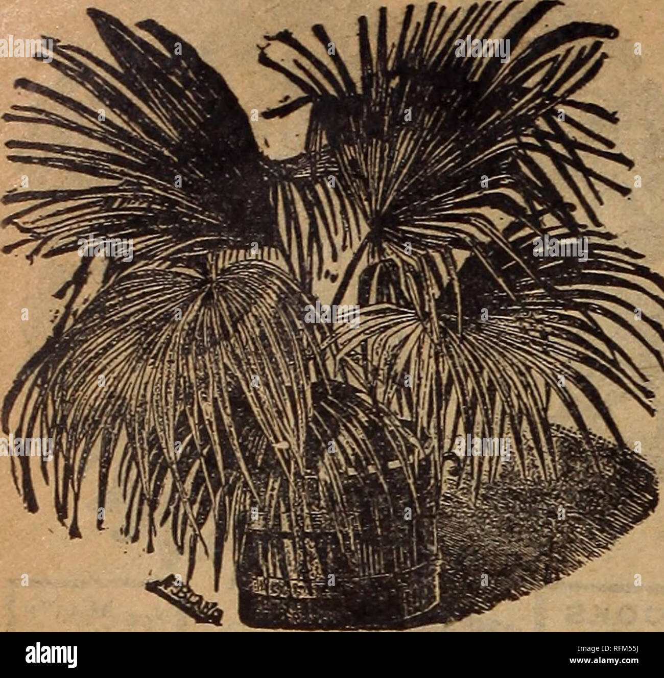 . Bauernhof und floralen Guide. Baumschulen (Gartenbau) Minnesota Kataloge Kataloge; Obst; Blumensamen Kataloge; Pflanzen, Zierpflanzen Kataloge; landwirtschaftliche Arbeitsgeräte Kataloge. 88 L.L.. Mai &Amp; CO., ST. PAUL, Minn. Doppel Chrysanthemen. Saatgut, Aussaat im zeitigen Frühjahr, werden große, gesunde Pflanzen spät im Herbst, die eine Fülle von schönen Blumen während der frühen Winter. Wir bieten eine zusätzliche Wahl mix-ture einschließlich der begehrtesten Nov-elties der verschiedenen Klassen von Japan - ESE. Chinesisch, Pompon und Incurved^ Sorten. Youcannotfailtobe zufrieden mit dieser Mischung ein Stockfoto