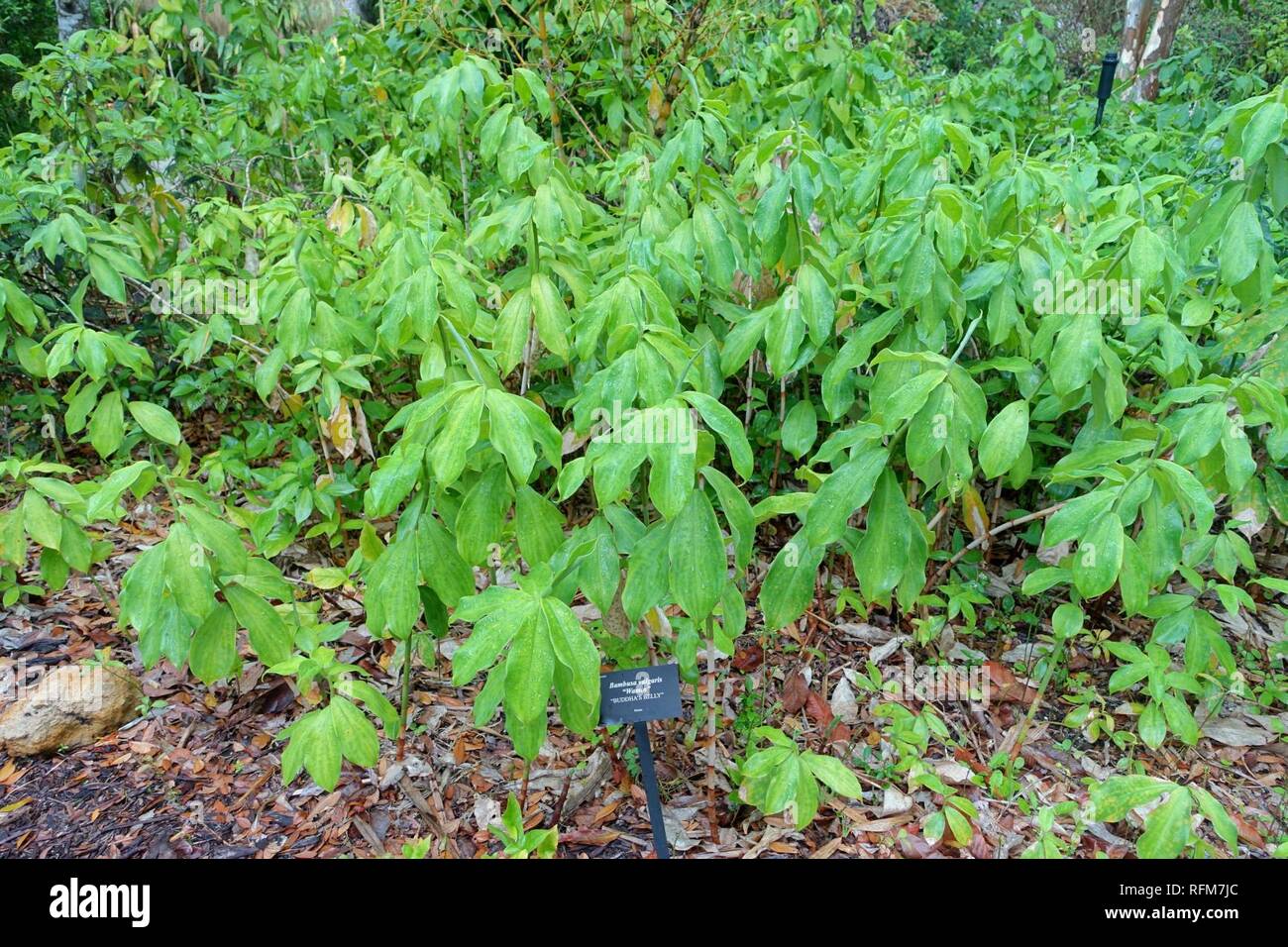 Bambusa Vulgaris Stockfotos Bambusa Vulgaris Bilder Alamy