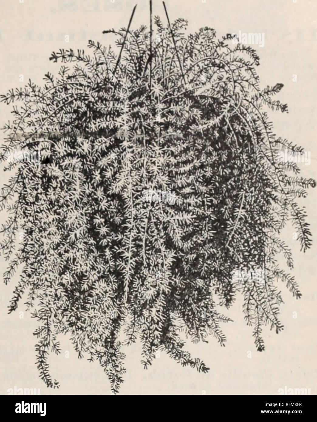 . McCullough same Katalog und die Laienhaften Guide 1899. Baumschulen Ohio Cincinnati Kataloge; Gemüse Samen Kataloge Kataloge; Blumen; Pflanzen, Zierpflanzen Kataloge; Gartengeräte und Zubehör Kataloge. Halle KATALOG UND DIE laienhaften Führung, 1 SD 9. 67 ASPARAGUS SPRENGERI. Eine schöne jetzt Vielfalt dieses anmutige Klasse von Pflanzen, besonders nützlich als Topfpflanze für Haus Dekoration, oder für die Bepflanzung von Ampeln zu wachsen, wo es eine anmutige herabhängenden Pflanzen mit Filialen oder Wedel vier zu Fuß in der Länge, der eine reiche Schatten von Grün; Ein nützliches Werk zum Schneiden für die Dekoration, ein Stockfoto