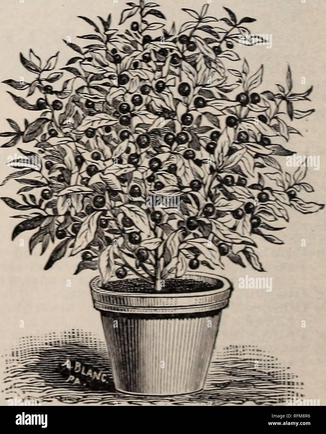 . McCullough same Katalog und die Laienhaften Guide 1899. Baumschulen Ohio Cincinnati Kataloge; Gemüse Samen Kataloge Kataloge; Blumen; Pflanzen, Zierpflanzen Kataloge; Gartengeräte und Zubehör Kataloge. Salvia Splendens. Pro PCK. Sorte, mit einer starken Haupttrieb, Dick cov - die Der grandiflorasection, andprettilv Geädert 10 c SALVIA. "Blühenden Salbei.) Einer unserer handsomest und die meisten auffälligen im Sommer und im Herbst blühenden Pflanzen, tormina kompakte Büsche, die buchstäblich mit leuchtenden Blumen in Flammen. Zarte Stauden, aber Bloom erste Saison aus Samen. 2 bis 3 Fuß. 611 Farinacea. Stockfoto