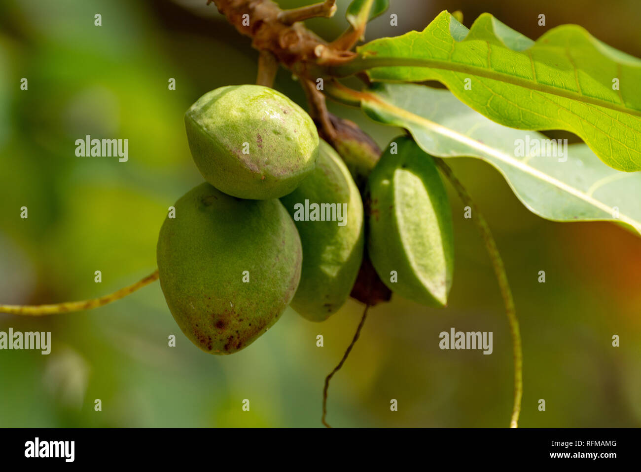 Zweig der terminalia catappa oder indischer Mandelbaum, auch als tropical Almond kostenlos mit Muttern Nahaufnahme bekannt Stockfoto