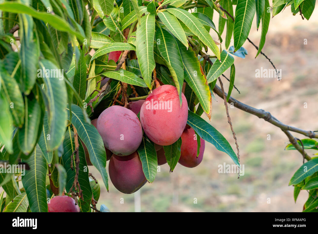 Tropische Mango Tree mit großen Reifen mango Früchte wachsen in der Obstgarten auf der Insel Gran Canaria, Spanien, Anbau von Mango Früchte auf der Plantage. Stockfoto