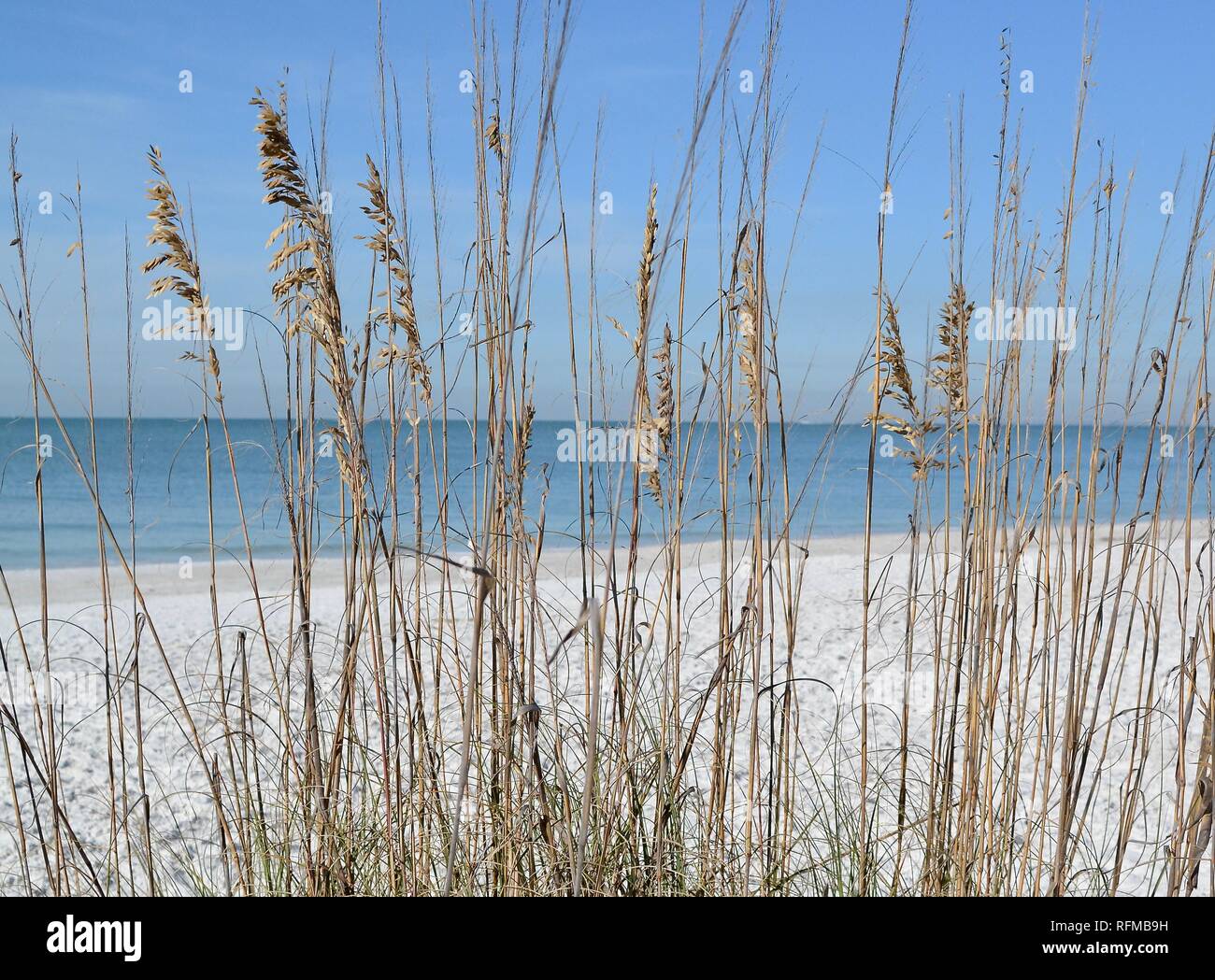 Strand, Sand, Pflanzen, tropische, Meer, Blume, Wasser, Natur, Himmel, Blau, Grün, Meer, Küste, wunderschöne Landschaft, Outdoor, Blüte, Palm Beach, Sandy Stockfoto