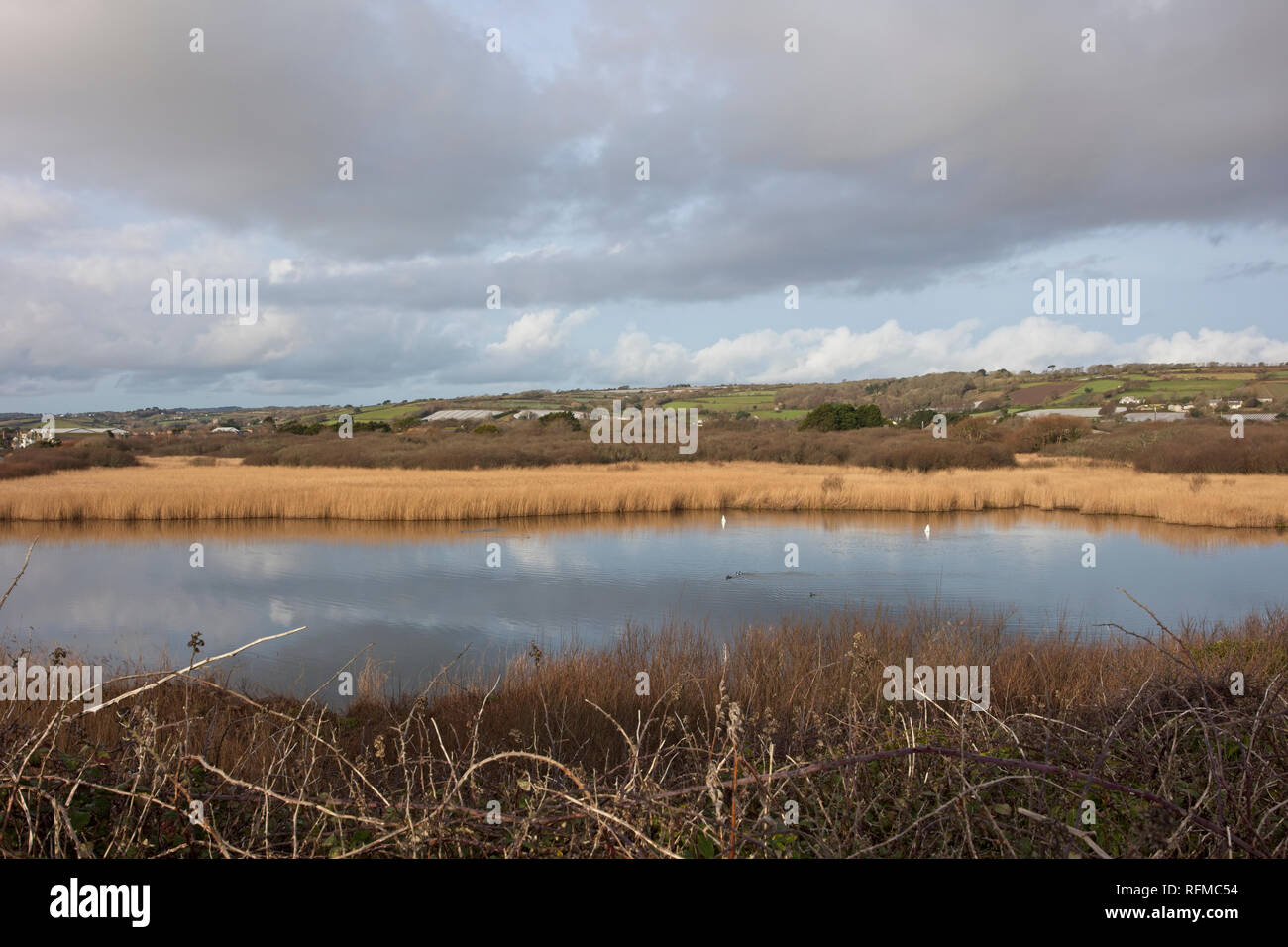 Marazion Marsh RSPB Reservat im Winter, Cornwall, England, Großbritannien. Stockfoto