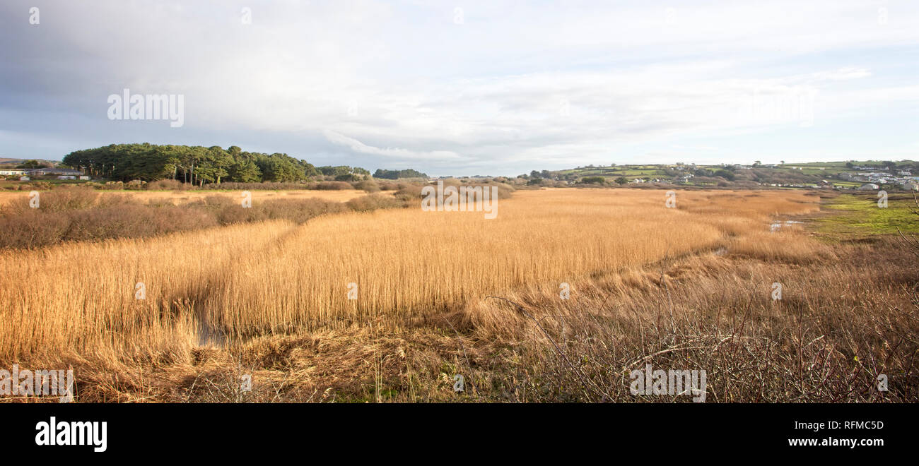 Marazion Marsh RSPB Reservat im Winter, Cornwall, England, Großbritannien. Stockfoto