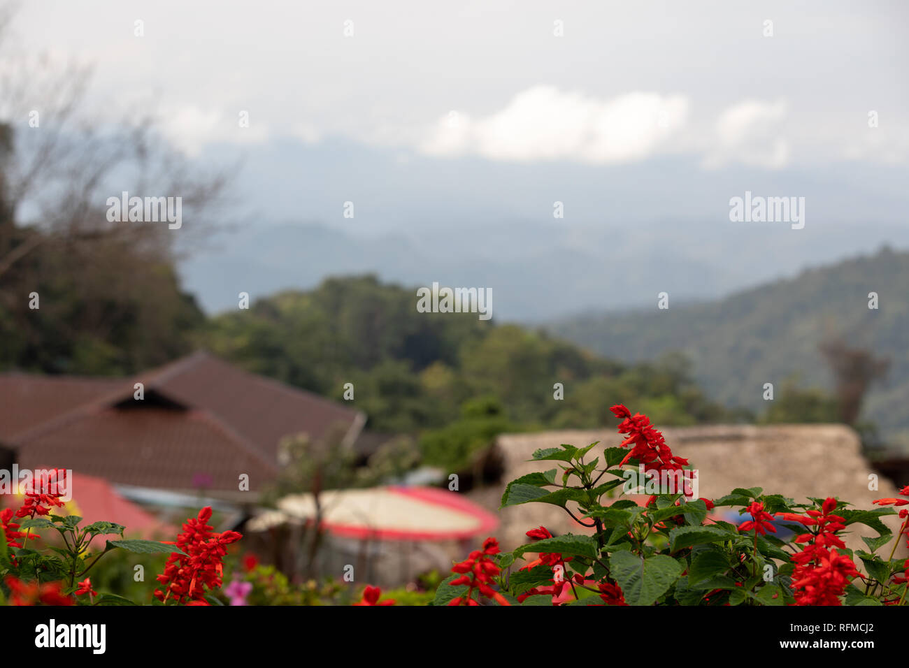 Rote Blumen auf einem Dorf moountain Top. Stockfoto