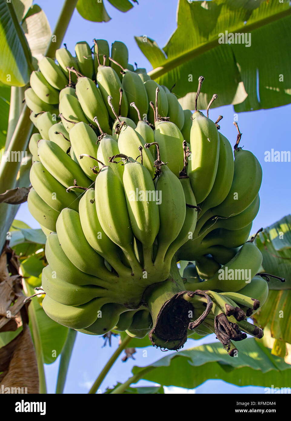 Banana tree bunch bananas plantations Fotos und Bildmaterial in hoher