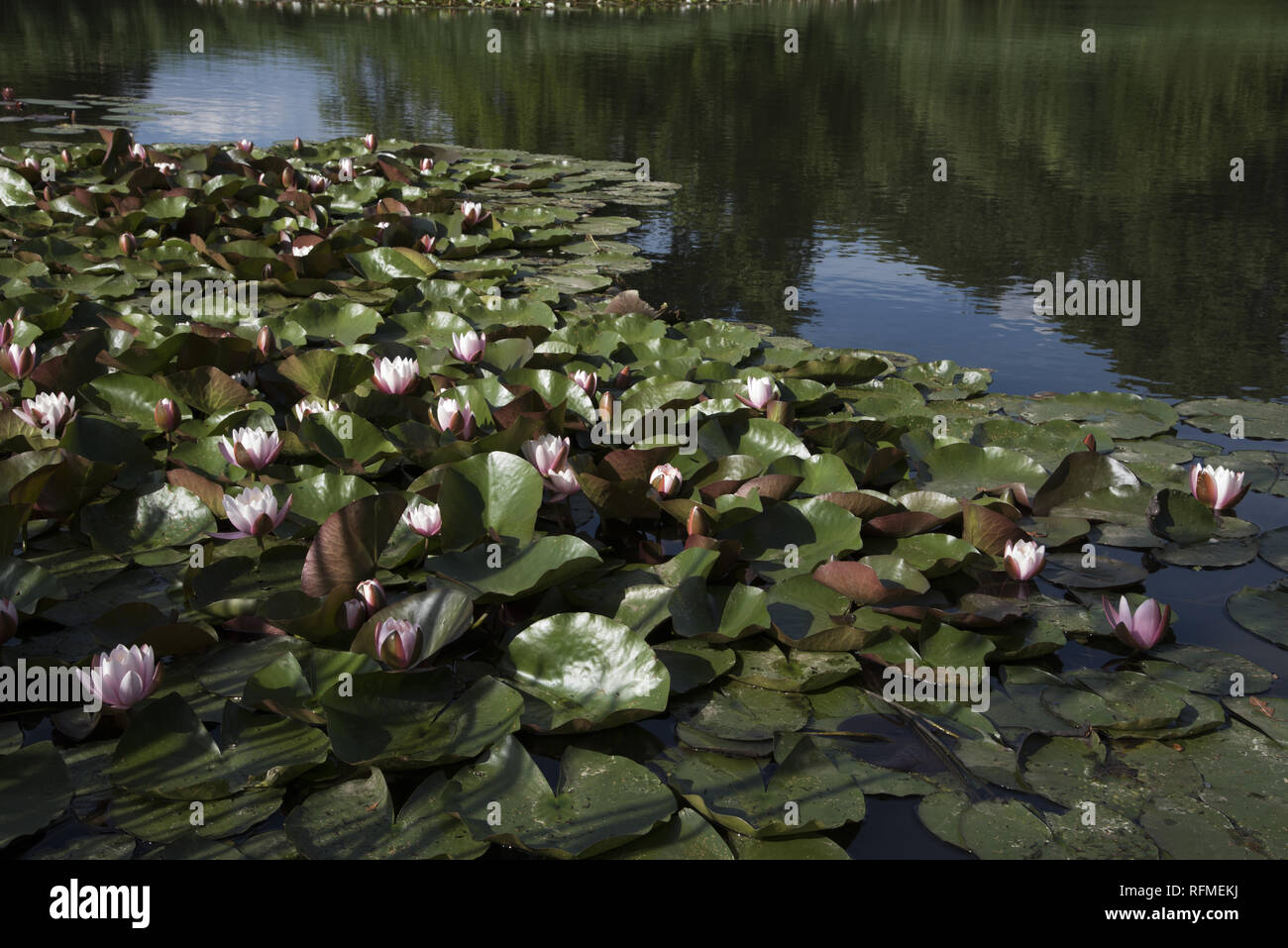 White Water Rose Blte in der Wrlitzer Park, einem groen Teil des Dessau- Wrlitzer Gartenreich in Deutschland Stockfotografie - Alamy