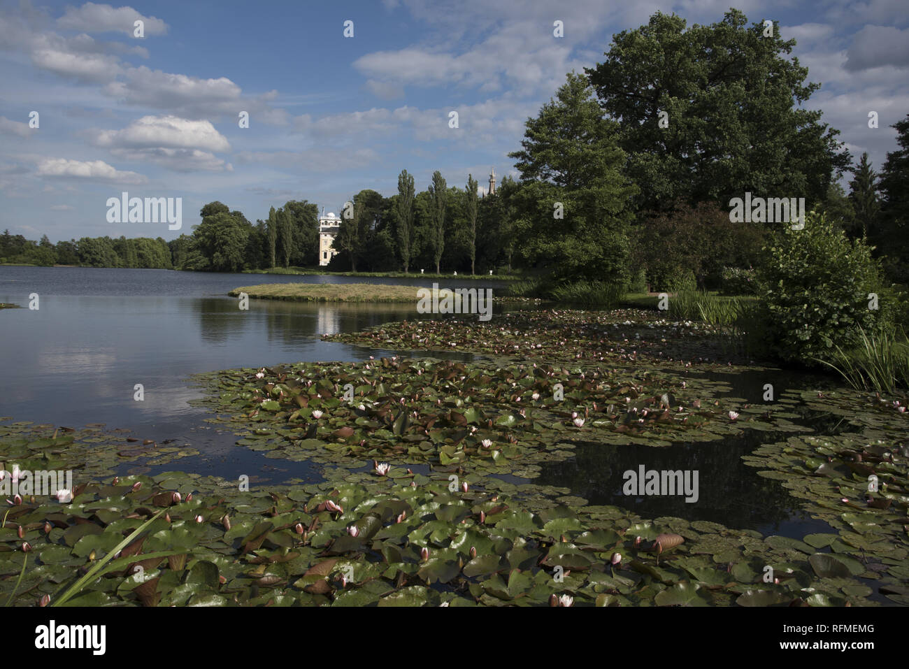 White Water Rose Blte in der Wrlitzer Park, einem groen Teil des Dessau- Wrlitzer Gartenreich in Deutschland Stockfotografie - Alamy