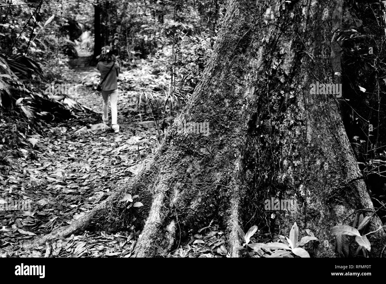 Schwarze und weiße Regenwald Bilder, Granit bend Track broken River, Eungella National Park, Queensland, Australien Stockfoto