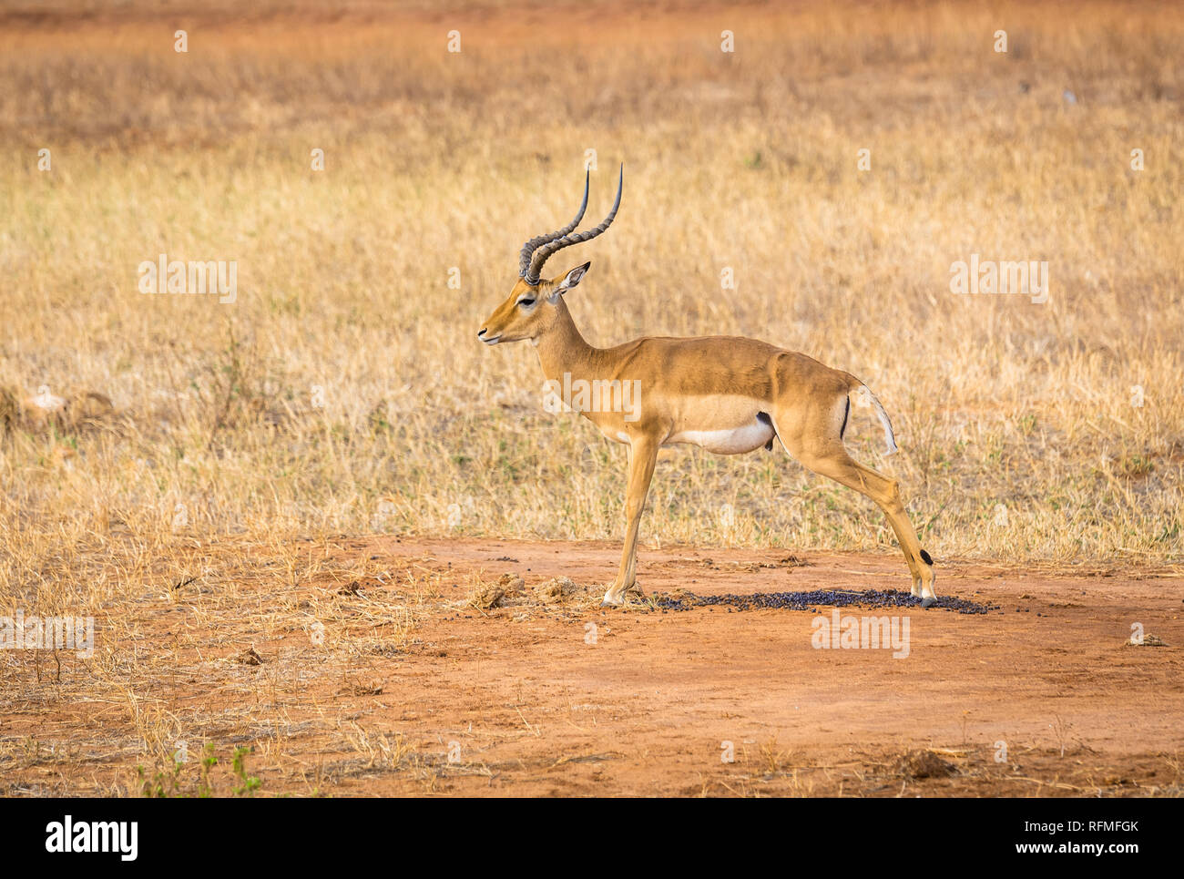 Cute afrikanische Antilope auf Savannah Plains in Tsavo East Park, Kenia Stockfoto