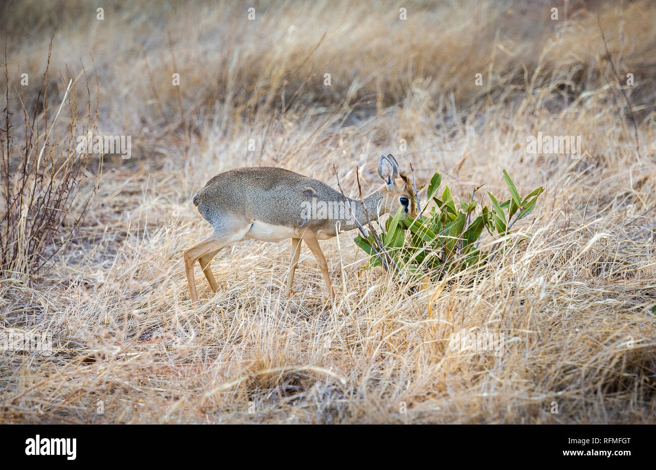Cute afrikanische Antilope auf Savannah Plains in Tsavo East Park, Kenia Stockfoto