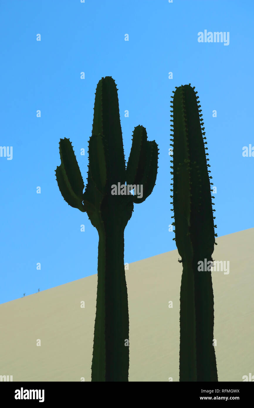 Vertikale Bild der Silhouette von zwei Kaktus Pflanzen gegen den Sand Dünen von Huacachina Wüste, Ica, Peru, Südamerika Stockfoto