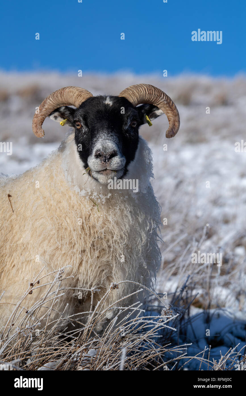 Scottish Blackface Schafe im upland Weide mit Schnee bedeckt. Lanarkshire, Großbritannien. Stockfoto