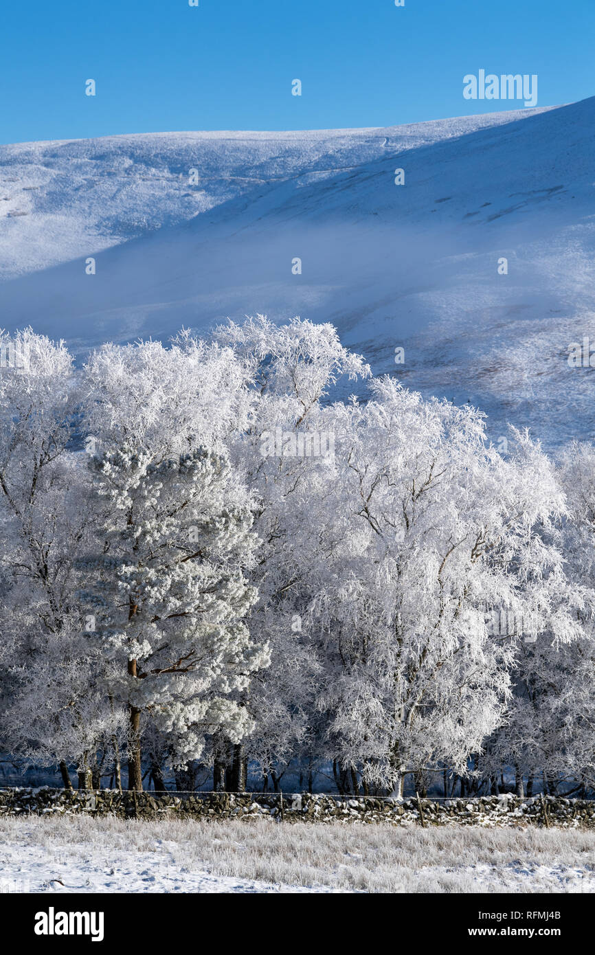 Noch Winter am Morgen in der Nähe von Abingon im oberen Clyde Valley, Schottland, Großbritannien. Stockfoto