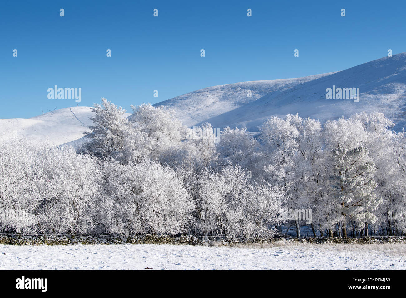 Noch Winter am Morgen in der Nähe von Abingon im oberen Clyde Valley, Schottland, Großbritannien. Stockfoto