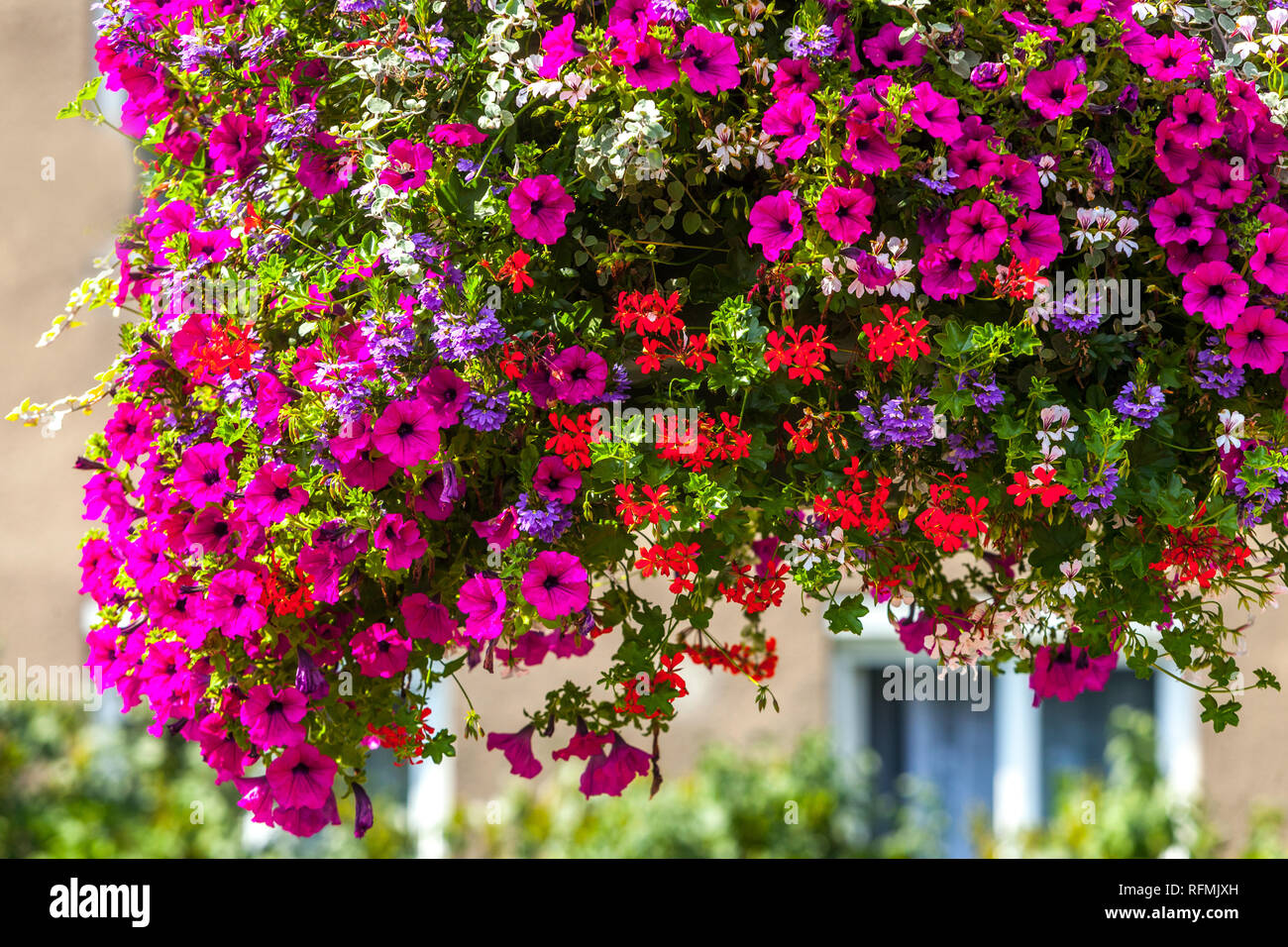 Petunia, hängenden Blüten Stockfoto