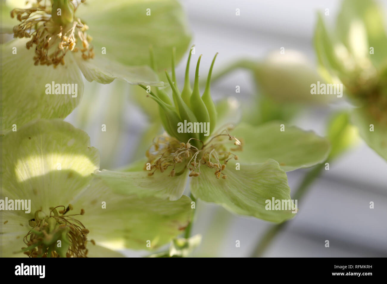 Schöne gelbe/grüne Blume mit Makro Objektiv fotografiert. Schöne Nahaufnahme war an einem sonnigen Tag genommen. Die Blume ist Teil der Dekoration Stockfoto