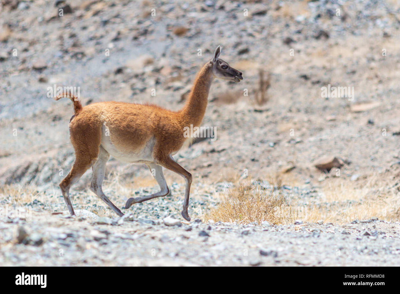 Typische Fauna aus den chilenischen Anden: Die Vicuña (Vikunja) eine erstaunliche Säugetier, dass in der Atacama Wüste in Höhenlagen leben auf dem Altiplano Stockfoto