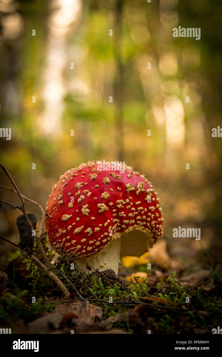 Fly Agaric Pilz Stockfoto