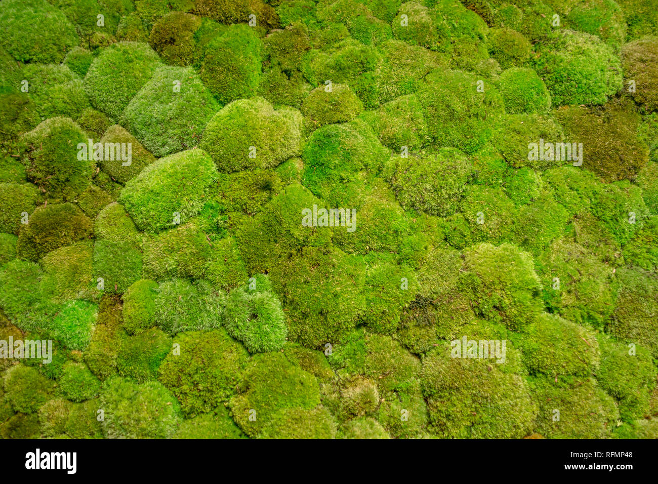 Green Moss Wand Stockfoto