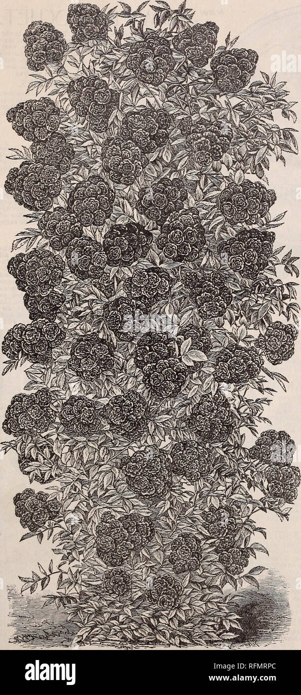 . McGregor Brüder Großhandel Preisliste von Pflanzen für Floristen für Herbst 1899. Baumschulen (Gartenbau) Ohio Springfield Kataloge; Pflanzen, Zierpflanzen Kataloge Kataloge; Lampen; Blumen (Pflanzen) Kataloge. 6 McGregor Brüder, Großhandel für Floristen, Springfield, Ohio. Der Crimson Rambler. Neue Tee Rose, HELENA GAMB 1ER. Mittelgroß, sehr voll und von unterschiedlichen Farben, von sal-mon stieg auf kupferhaltiges Rose, oft von einem stattlichen Safran Farbton, leichter als die Blumen öffnen. Eine feine Art. Preis, 60 c pro Dutzend: $ 5 pro hundert. ftbe berühmte Iftew 1 bar 0 £ Klettern IRose,:::: Crimson*** """ 1 Rambler. T Stockfoto