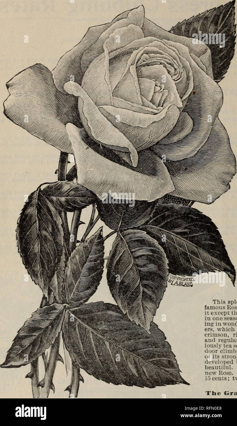 Katalog Der Blute Fruhjahr 1899 Baumschulen Indiana Richmond