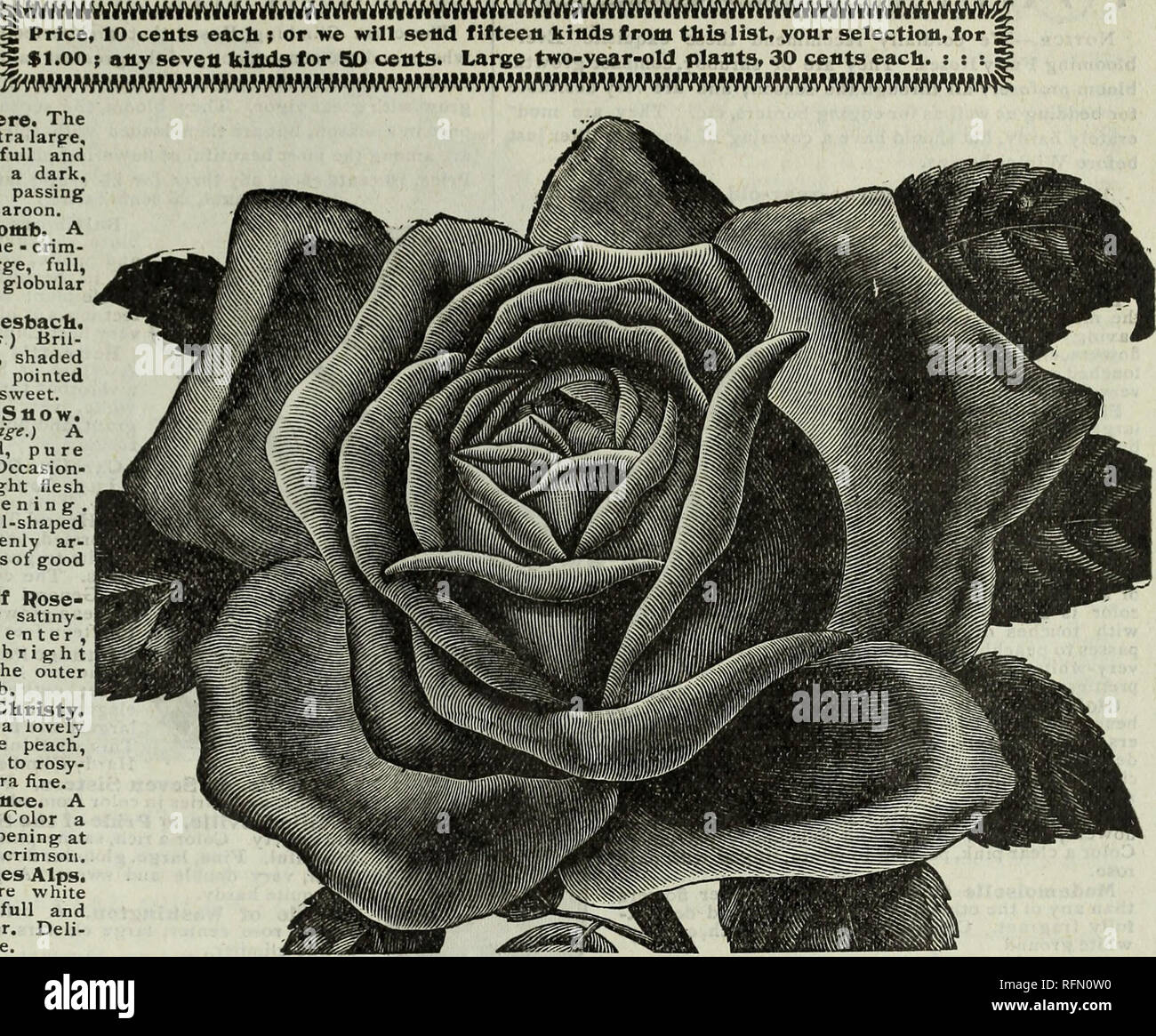 . Floralen Schönheiten. Baumschulen Ohio Springfield Kataloge; Blumen Samen Kataloge; Sträucher Kataloge; Pflanzen, Zierpflanzen Kataloge. Die GREAT WESTERN PFLANZE FIRMA, Springfield, Ohio. 17 EINE ALLGEMEINE SAMMLUNG VON HARDY ROSEN. Abel Carriere. Die Blüten sind sehr groß, sehr Doppelzimmer, voll und süß. Farbe eine dunkle, edle purpurrot, zu einem samtig-kastanienbraun. Alfred Colomb. Ein helles Carmine - crim - Sohn, sehr groß, voll, und der schönen kugelförmige Form. Anna de Diesbach. (Herrlichkeit von Paris) Bril-liant Crimson, schattigen maroon, langen, spitzen Knospen, voll und süß. Ball der Stiow. {Boule de Neige.) Eine fein gebildet Stockfoto