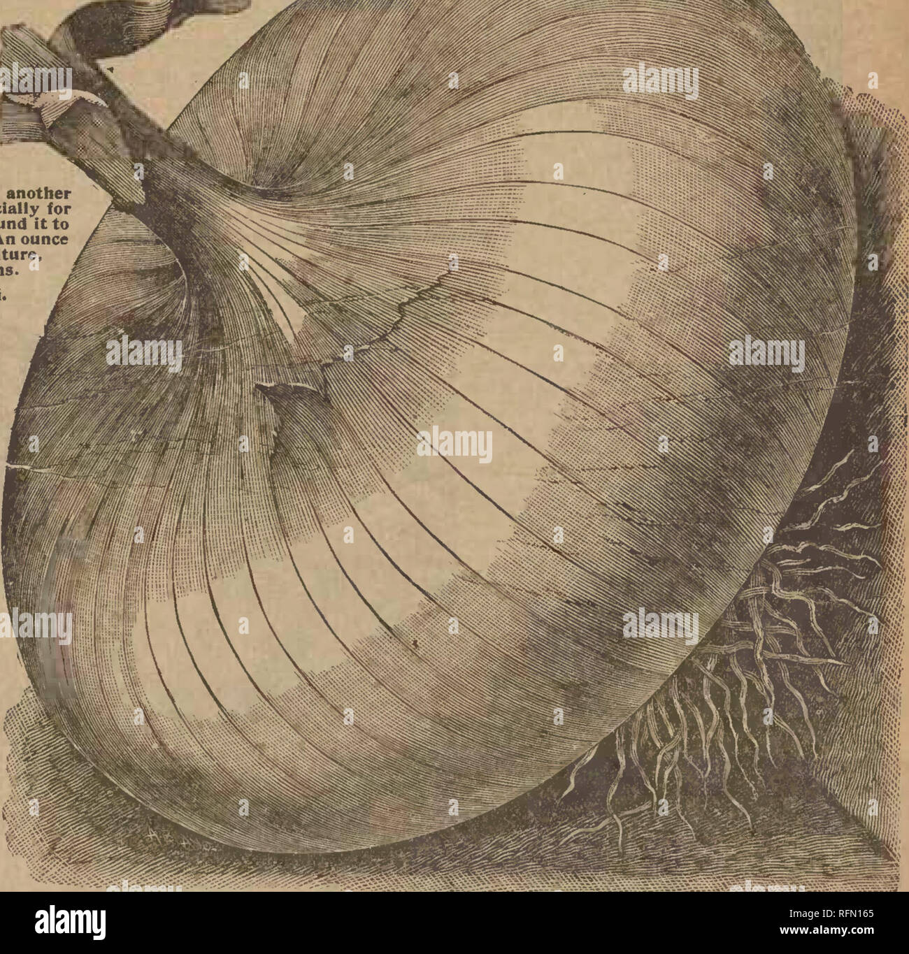 . Frühjahr 1897. Baumschulen Wisconsin Kataloge Kataloge; Obst; Blumen Samen Samen Kataloge Kataloge; Gemüse; Getreide Gräser, Gräser, Samen Samen Kataloge Kataloge. . Bitte beachten Sie, dass diese Bilder sind von der gescannten Seite Bilder, die digital für die Lesbarkeit verbessert haben mögen - Färbung und Aussehen dieser Abbildungen können nicht perfekt dem Original ähneln. extrahiert. John A. Salzer Seed Co. Stockfoto