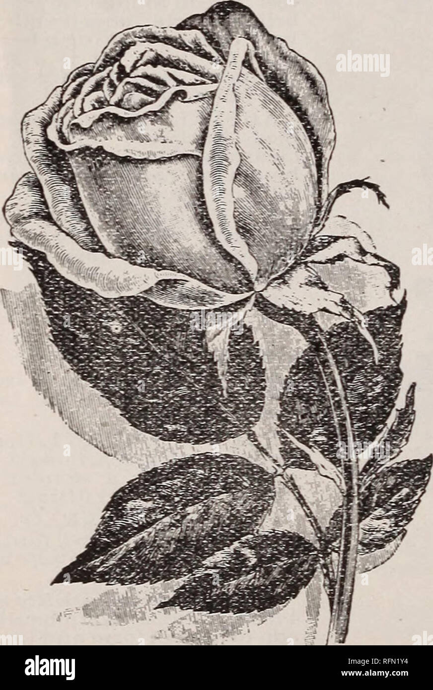 Eine Liste Ein Uberleben Des Starksten Blumenzwiebeln Pflanzen