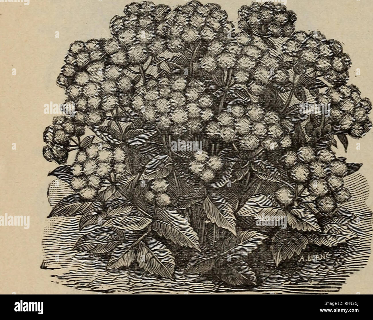 . Pflanzen, Samen, Knollen, und Blumen: 27., 1899. Baumschulen New Hampshire Keene Kataloge; Pflanzen, Zierpflanzen, Stauden Kataloge Kataloge; Blumen Samen Kataloge. 24: ELLIS BBOTHEBS * Katalog. Pseudo Acorus Variegata. Eine feine robuste Pflanze mit dunkelgrünen Laub, breit gestreift Cremeweiß. Blumen groß, leuchtend gelb, leicht geädert Braun. Eine wertvolle Anlage für die Kanten von Teichen und Bächen, wie er in reichlich Feuchtigkeit Köstlichkeiten, wird aber in jedem Boden gedeihen. Preis 20 cts. Kaempferii (Japanische Iris). Diese zählen zu den schönsten der robusten Pflanzen und kann nicht umhin, auf Bitte der Mo Stockfoto