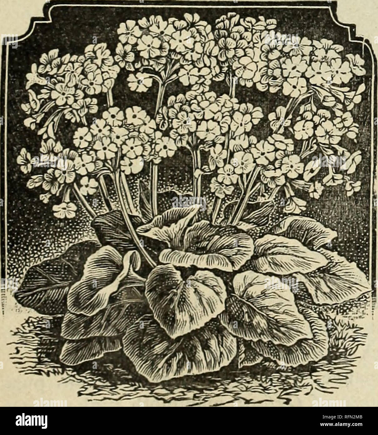 . Pflanzen, Samen, Knollen, und Blumen: 27., 1899. Baumschulen New Hampshire Keene Kataloge; Pflanzen, Zierpflanzen, Stauden Kataloge Kataloge; Blumen Samen Kataloge. Primeln (Primula) Lampsacus (das Baby Primel). Wir sprechen diese eine der wertvollsten Pflanzen für Blume Lov-ers seit Jahren eingeführt, und es ist eines der profitabelsten Anlagen zum Schneiden, um zu wachsen. Es werden - Gin in Daumen Töpfe, zur Blüte, wenn die Blätter sind kaum zwei Zoll hoch, und fährt für zehn Monate in Folge zu blühen, die Pflanzen bald Bildet dichte Büschel von Laub mit Dutzenden von lange Blume sp überfüllt Stockfoto