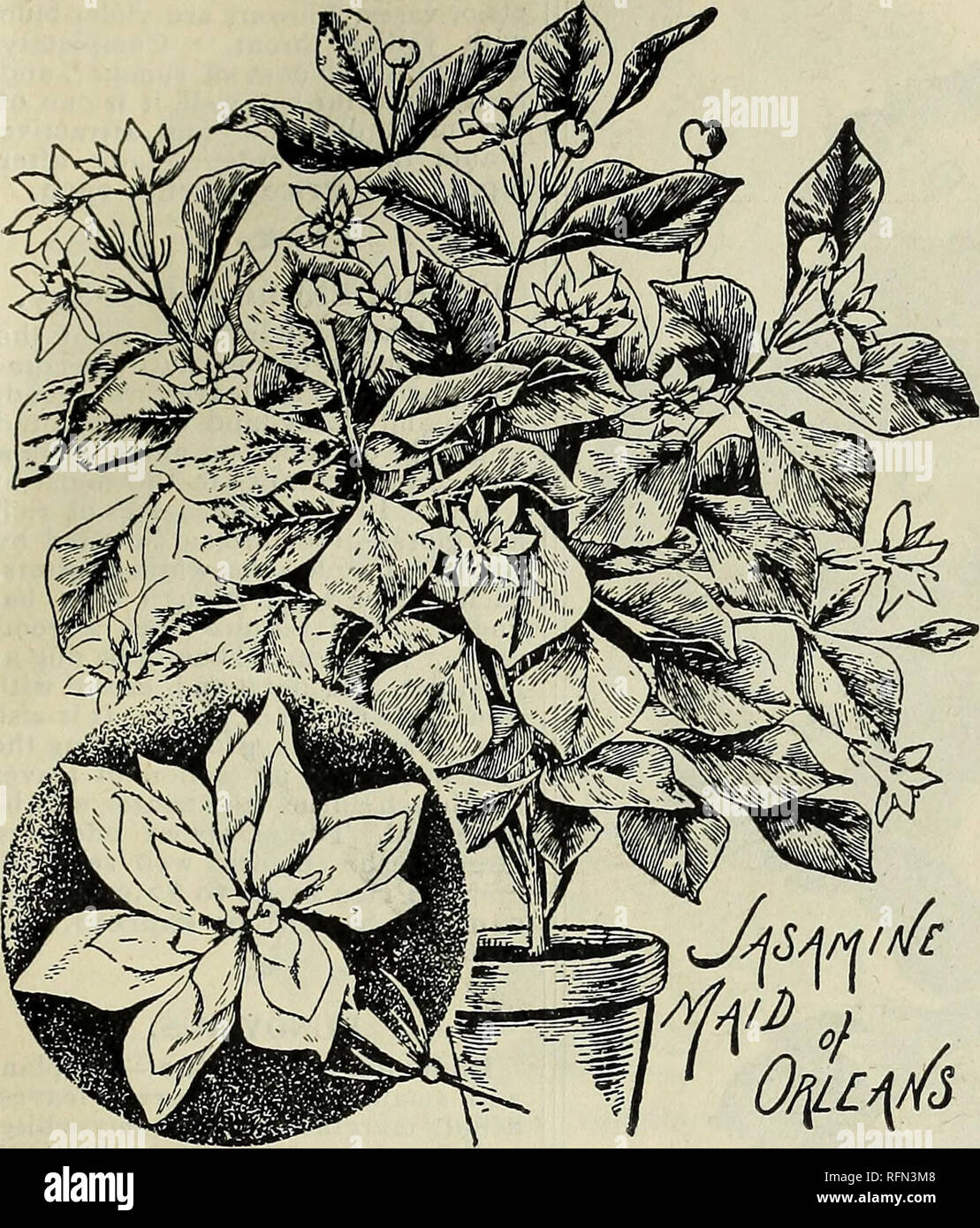 Cottage Rose Garden Baumschulen Ohio Columbus Kataloge Kataloge