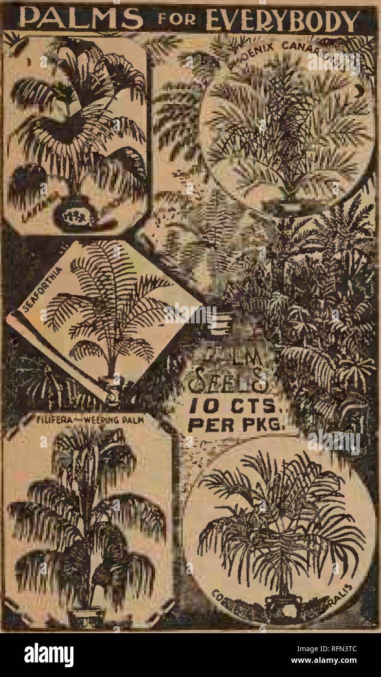 . Frühjahr 1897. Baumschulen Wisconsin Kataloge Kataloge; Obst; Blumen Samen Samen Kataloge Kataloge; Gemüse; Getreide Gräser, Gräser, Samen Samen Kataloge Kataloge. JOHN A. SALZER'S SEED CO KATALOG VON PFLANZEN UND SAATGUT, LA CROSSE, WIS. 20. Palmen. Viele Personen haben eine Idee, die Palmen sind schwer zu wachsen. Dies ist en-tirely falsch. Es gibt keine dekorative Pflanze, wie abwechslungsreich und grobe Nutzung am Palm wird, es wird wachsen und blühen üppig in der Küche, im Wohnzimmer, in der Stube, oder das Bett - Zimmer. Gewöhnliche gute Feuchtigkeit, halbschattig und Wärme sind seine Voraussetzungen in Stockfoto