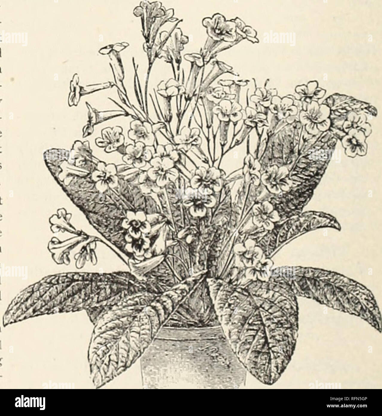 . Allgemeine illustriert und Beschreibender Katalog Der neue, seltene und wertvolle Pflanzen. Baumschulen (Gartenbau) New York (State) New Rochelle Kataloge; Baumschulen (Gartenbau) Wisconsin Kataloge; Pflanzen, Zierpflanzen Kataloge, Leuchtmittel (Pflanzen) Kataloge Kataloge; Blumen; Bäume; Sträucher Sämlinge Kataloge Kataloge; Obst Kataloge. NEPHTHYTis PlCTURATA. (Siehe Seite 17.) CATTLEYA, Fortsetzung, viel beliebter. In der Färbung der Blüten dieser Cattleya sind so verschieden von allen anderen der Gattung, dass es zieht viel Aufmerksamkeit immer und überall ausgestellt. Die sepalen und Petalen sind hell nankeen - Stockfoto