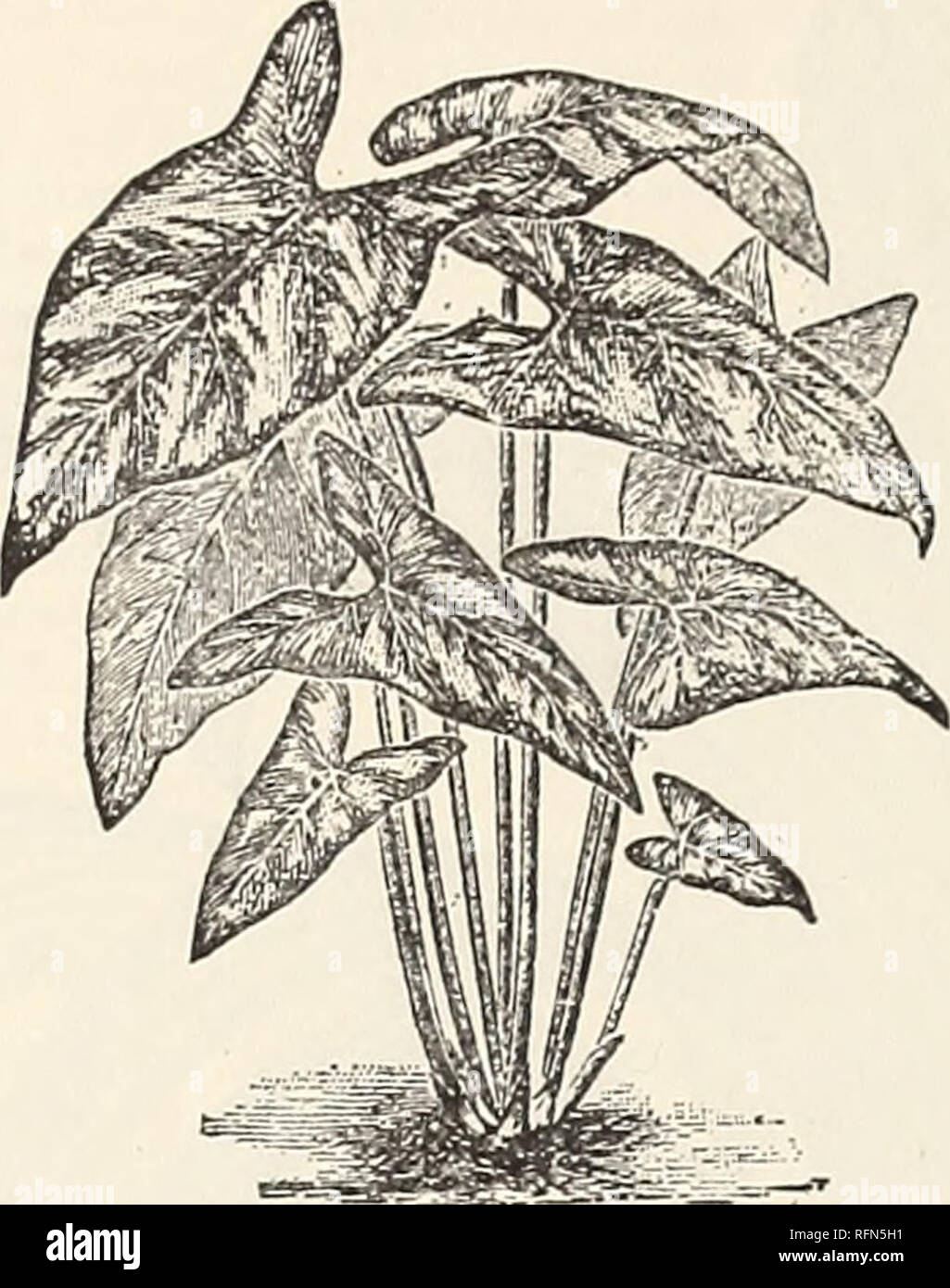 . Allgemeine illustriert und Beschreibender Katalog Der neue, seltene und wertvolle Pflanzen. Baumschulen (Gartenbau) New York (State) New Rochelle Kataloge; Baumschulen (Gartenbau) Wisconsin Kataloge; Pflanzen, Zierpflanzen Kataloge, Leuchtmittel (Pflanzen) Kataloge Kataloge; Blumen; Bäume; Sträucher Sämlinge Kataloge Kataloge; Obst Kataloge. i8SiEBRECHr&amp; Wadli; v Katalog der. NEPHTHYTis PlCTURATA. (Siehe Seite 17.) CATTLEYA, Fortsetzung, viel beliebter. In der Färbung der Blüten dieser Cattleya sind so verschieden von allen anderen der Gattung, dass es zieht viel Aufmerksamkeit immer und überall ausgestellt. Stockfoto